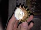 img_6310_small.jpg