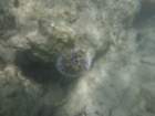 p1000259_small.jpg
