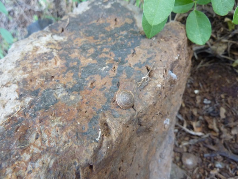 interestinglandsnails.jpg