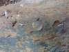 interestinglandsnails2_small.jpg