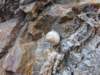 interestinglandsnails3_small.jpg