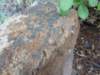 interestinglandsnails_small.jpg