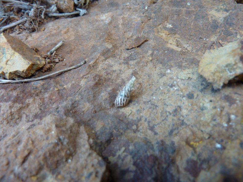 verynicerupicolaenidae.jpg