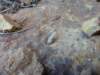 verynicerupicolaenidae_small.jpg