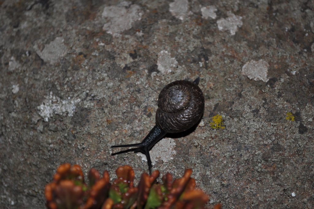dsc_0177.jpg