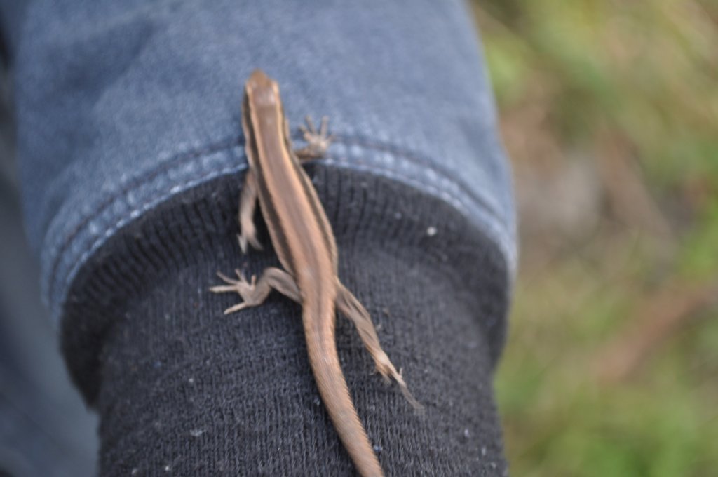 dsc_0457.jpg