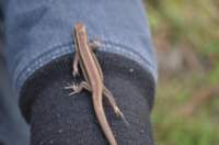 dsc_0457_small.jpg