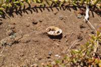 dsc_0718_small.jpg