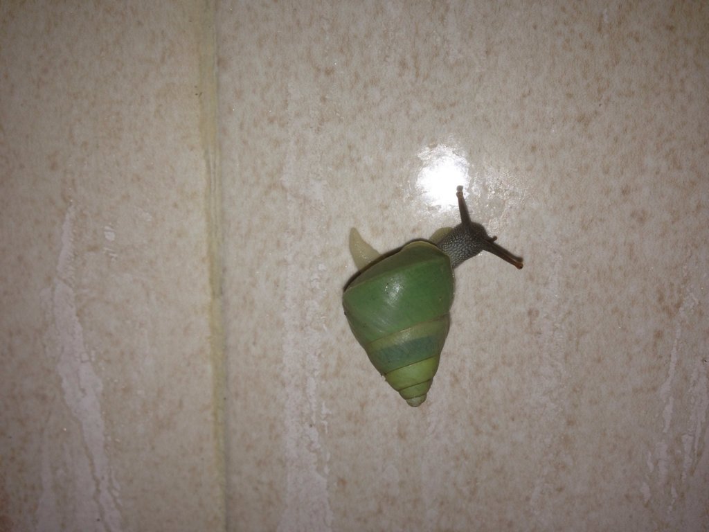 beddomeaalbizonatus.jpg