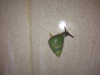 beddomeaalbizonatus_small.jpg